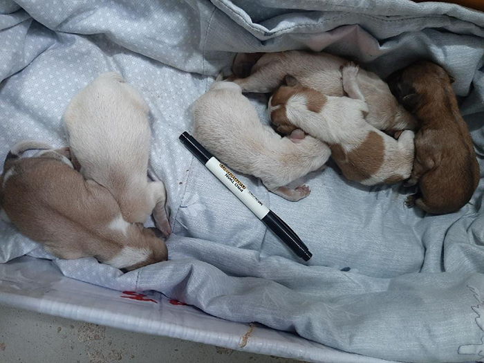 지난 20일 충남 태안 안면읍에서 쓰레기 봉투에 산 채로 버려진 새끼 강아지 6마리. [태안동물보호협회 홈페이지 캡처]