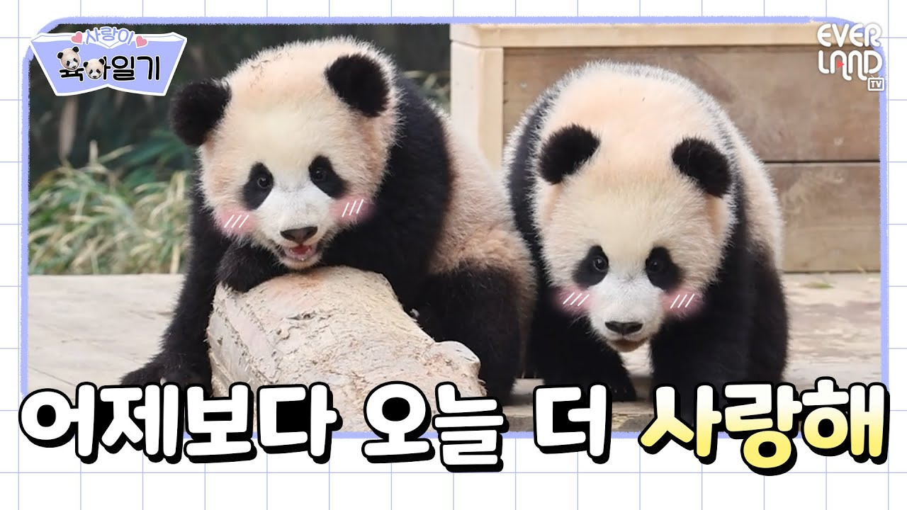 위드에버랜드 채널에서 연재중인 ‘사랑이 육아일기’ 영상 코너 [에버랜드 제공]