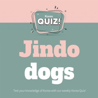 Jindo dogs