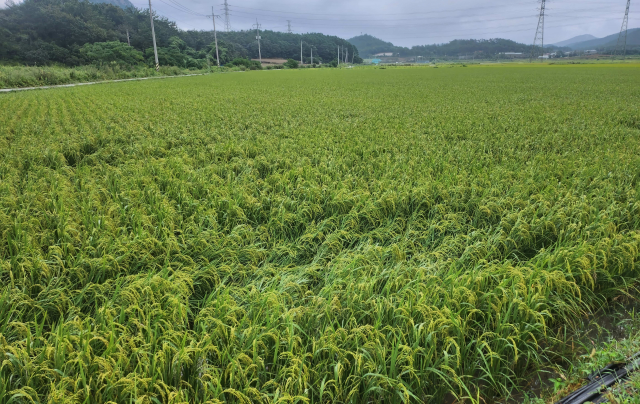가루쌀 생산단지