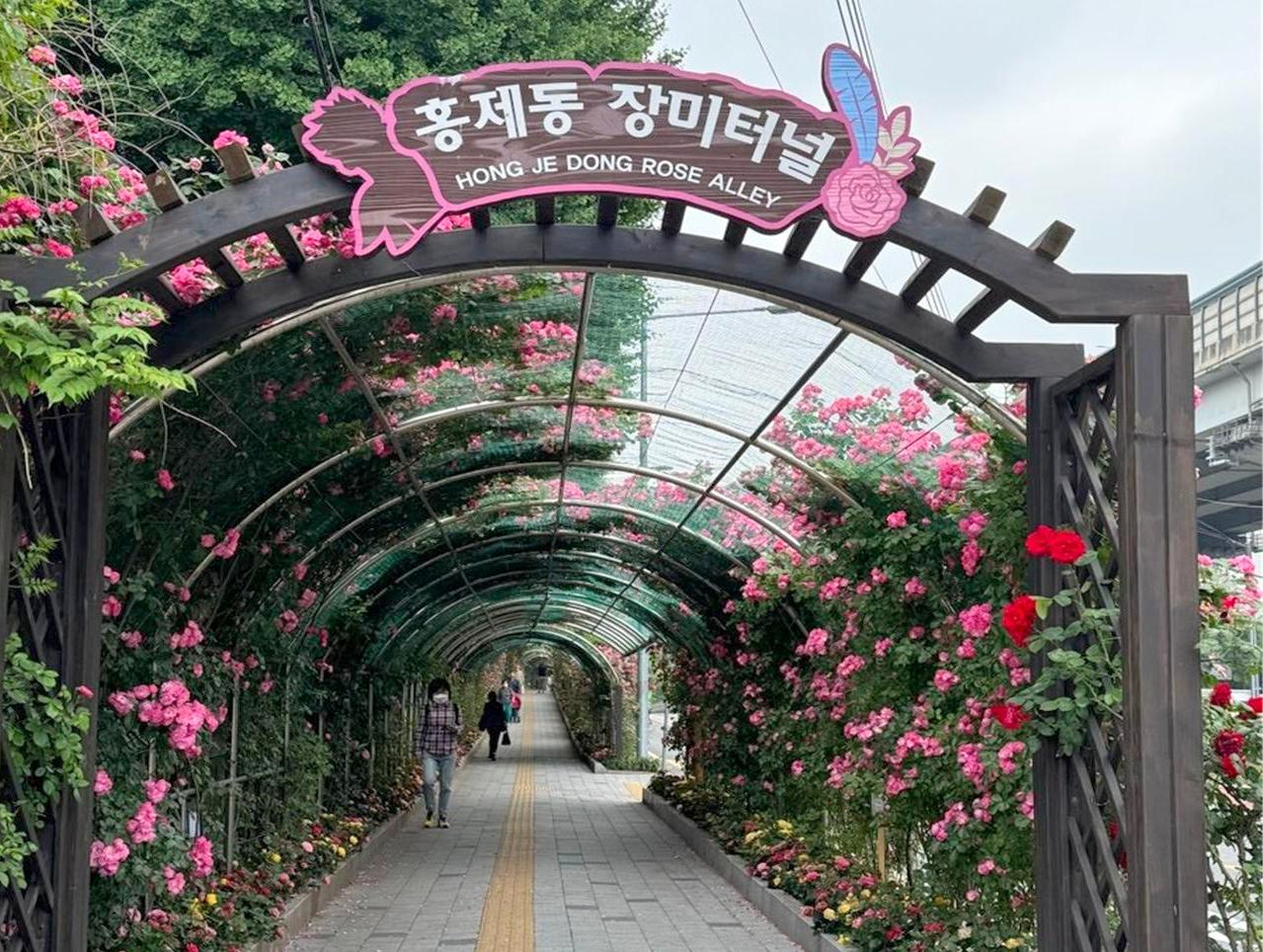 서울 서대문구는 복주산 장미원, 홍제동 장미터널, 철도변 장미길 등 장미 명소 3곳에 장미꽃이 만발해 주민들 사이에 인기를 끌고 있다고 3일 밝혔다.[서대문구 제공]