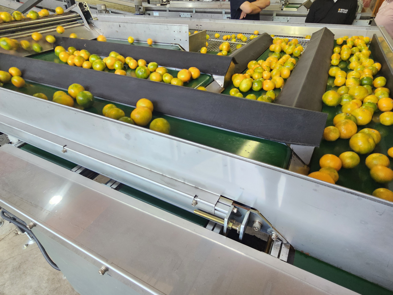 대구 비닐하우스 비트코인 (75) 사진