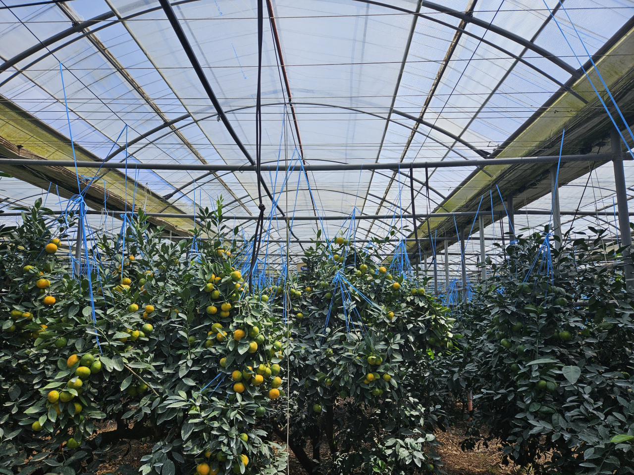 영상] “여름 제철 과일은 이제 하우스감귤”…방송에서 대박난 이유 있었네 [르포] - 헤럴드경제