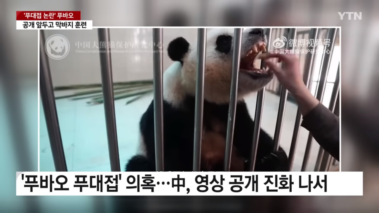 중국당국 푸바오 푸대접 의혹 공개진화 [YTN 보도화면 캡쳐]