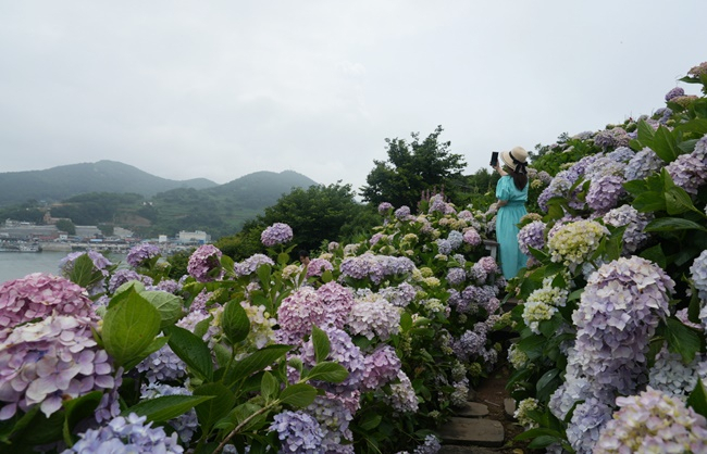 고흥 쑥섬 수국밭.