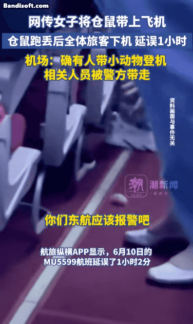 2022년 무단 반입된 햄스터가 하이난항공 여객기를 돌아다니는 모습. [더우인]