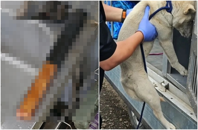 60대 A씨가 키우던 개를 도살할 때 사용한 것으로 추정되는 도끼(왼쪽)와 살아남은 A씨의 반려견 두마리 중 백구. [‘제주 행복이네 유기견보호소’ 인스타그램 캡처]