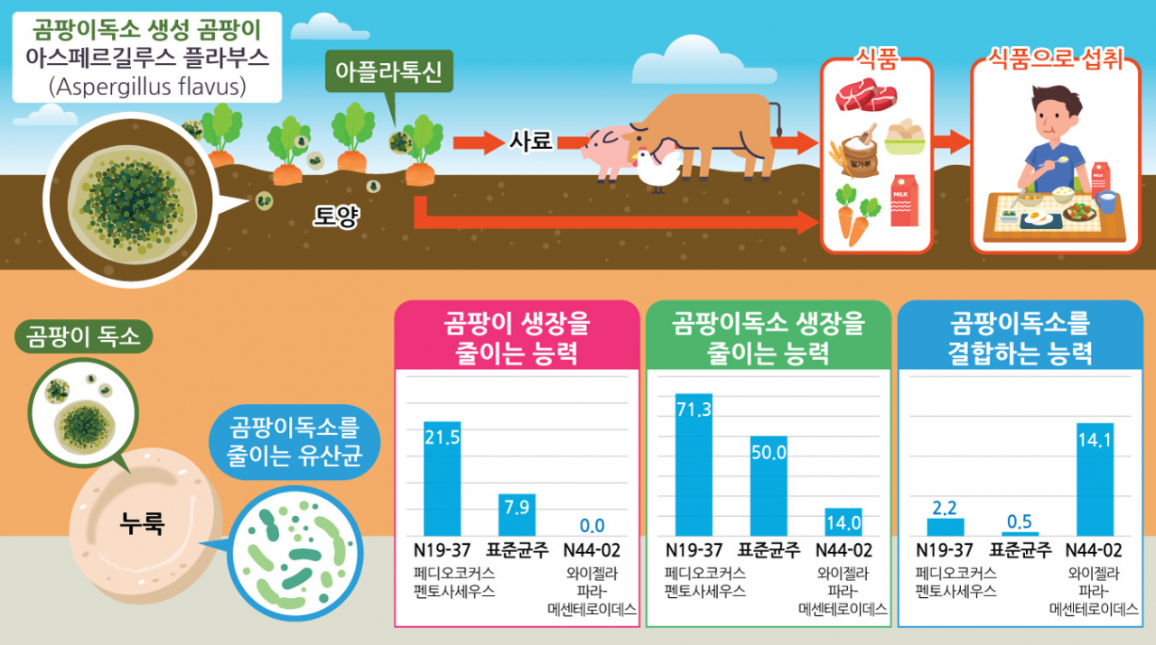 전통 누룩에서 찾아낸 곰팡이독소를 줄이는 양조 미생물.[한국식품연구원 제공]