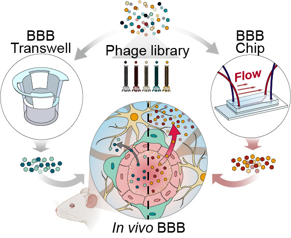 전통적인 트랜스웰(BBB Transwell)과 미세유체 장기칩(BBB Chip) 기반 파지디스플레이 스크리닝을 비교한 모식도. BBB Transwell에 비해 BBB Chip에서 스크리닝한 BBB 셔틀이 생체에서 우수한 BBB 투과기능을 보임. [UNIST 제공]
