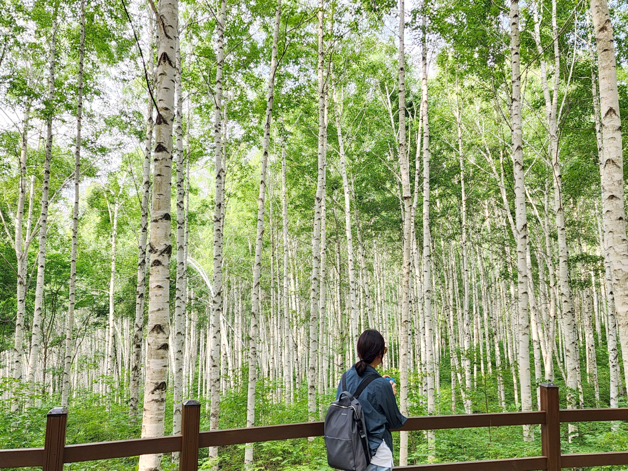 인제 원대리 자작나무숲이 지난 겨울 설해를 입어 휘기도 했지만, 올 봄 거의 다 몸을 폈다.