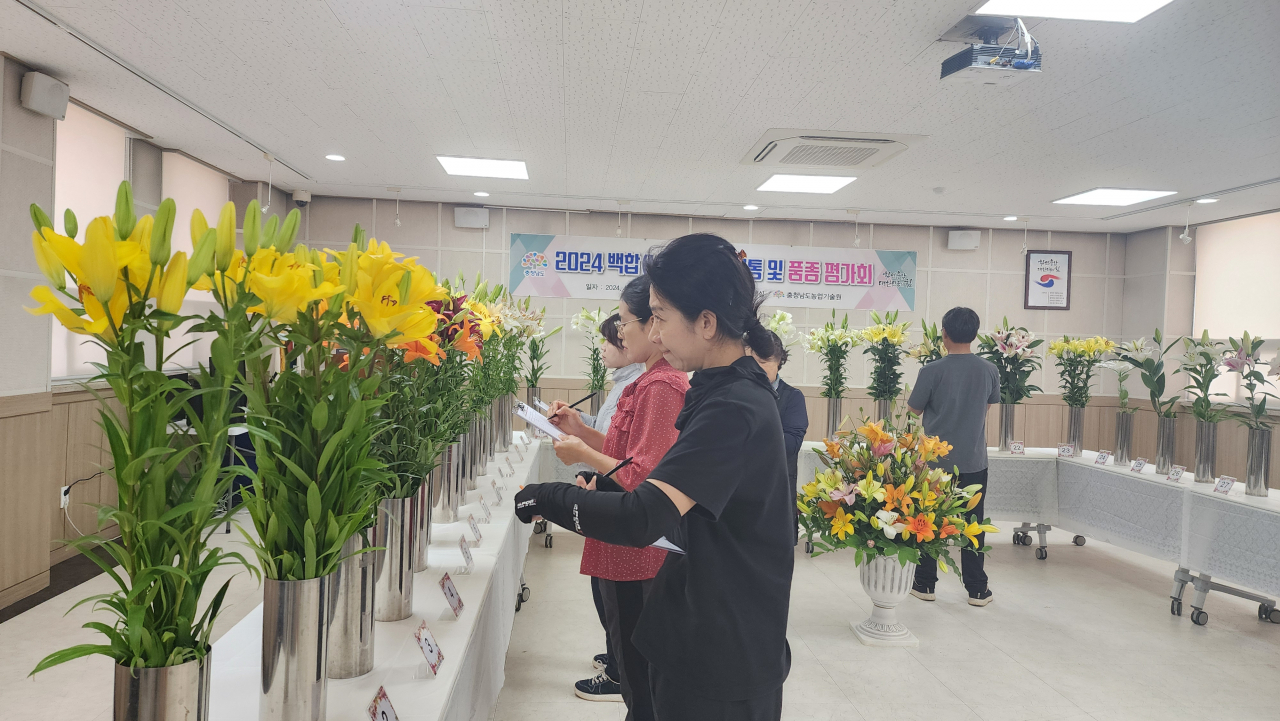 백합(나리)_육성계통 및 품종 평가회 현장모습.