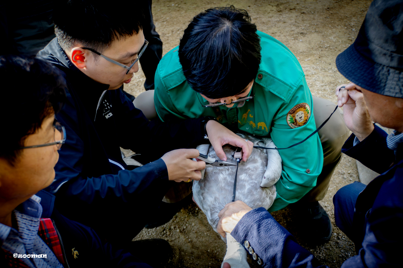지난해 10월 큰고니를 을숙도 철새공원에 방사하기 전 GPS를 부착하는 모습. [삼성물산 제공]
