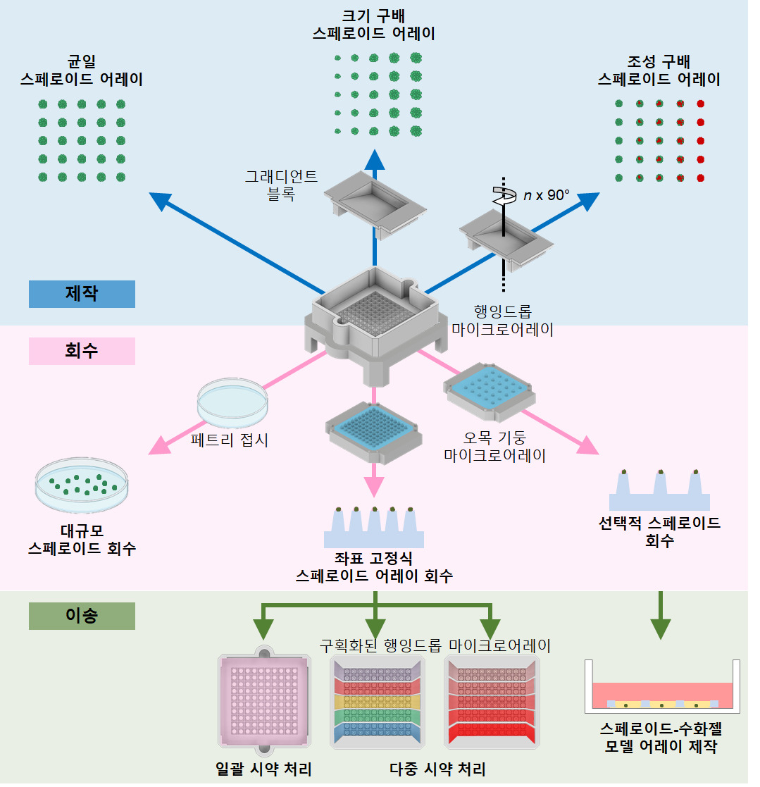 맞춤형 스페로이드 어레이 제작 및 분석을 위한 '클릭-스페로이드(CLiCK-Spheroid)' 플랫폼 개요.[KAIST 제공]