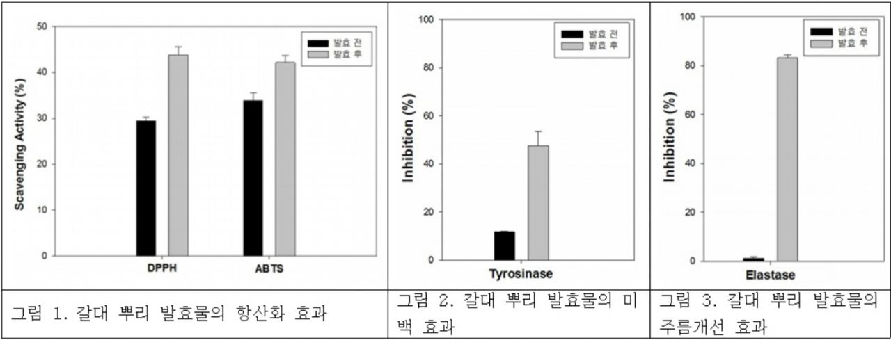 갈대 뿌리 발효 추출물 미백 및 주름개선 효능[국립낙동강생물자원관 자료]