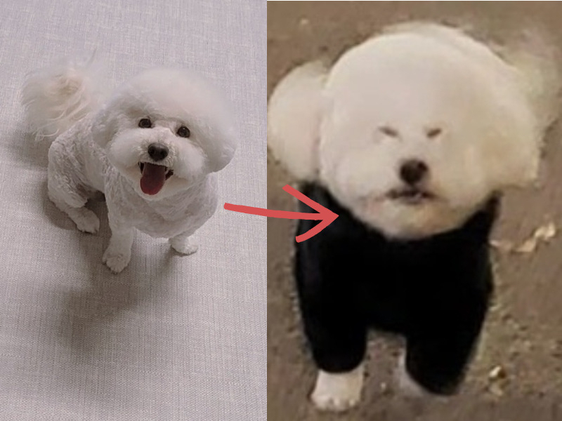 [당근 망한 반려동물 사진 대회 캡쳐]