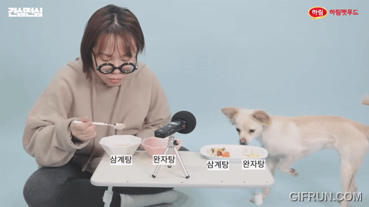 강아지가 하림펫푸드의 완자탕과 삼계탕을 먹고 있다. [유튜브 캡쳐]