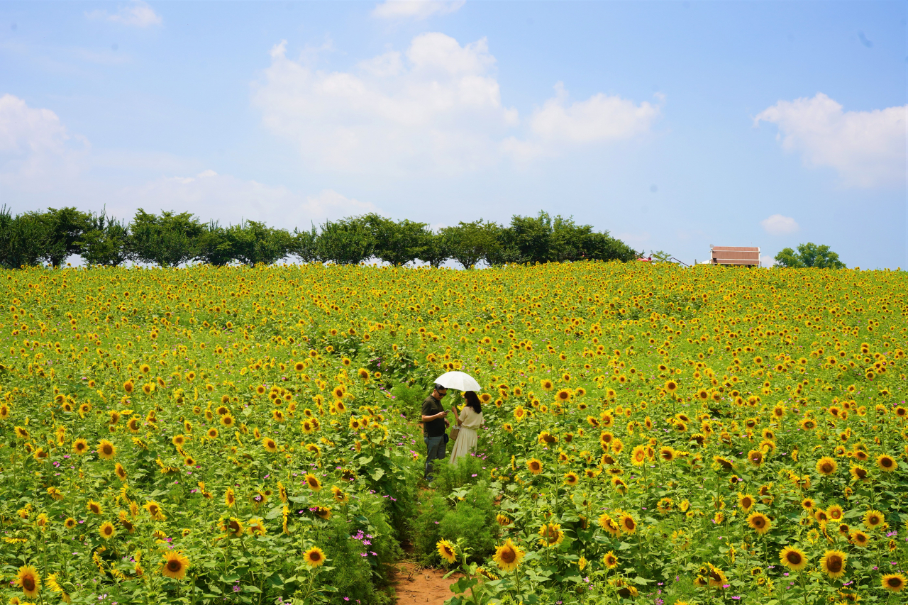 A couple enjoys their day at the sunflower field in Anseong Farmland in Anseong, Gyeonggi Province on Monday. (Lee Si-jin/The Korea Herald)
