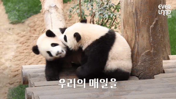 [에버랜드 유튜브]