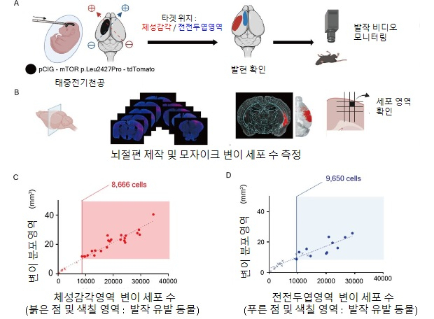 마우스 뇌전증 모델에서 8~9천개 이상의 변이세포 존재시 뇌전증 발작 유발 모식도.[KAIST 제공]