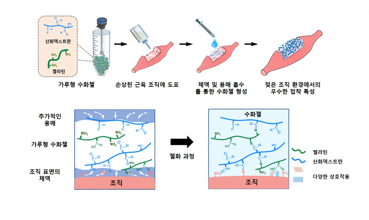젖은 환경에서 부착성을 유지하는 분말형 수화젤 모식도.[GIST 제공]