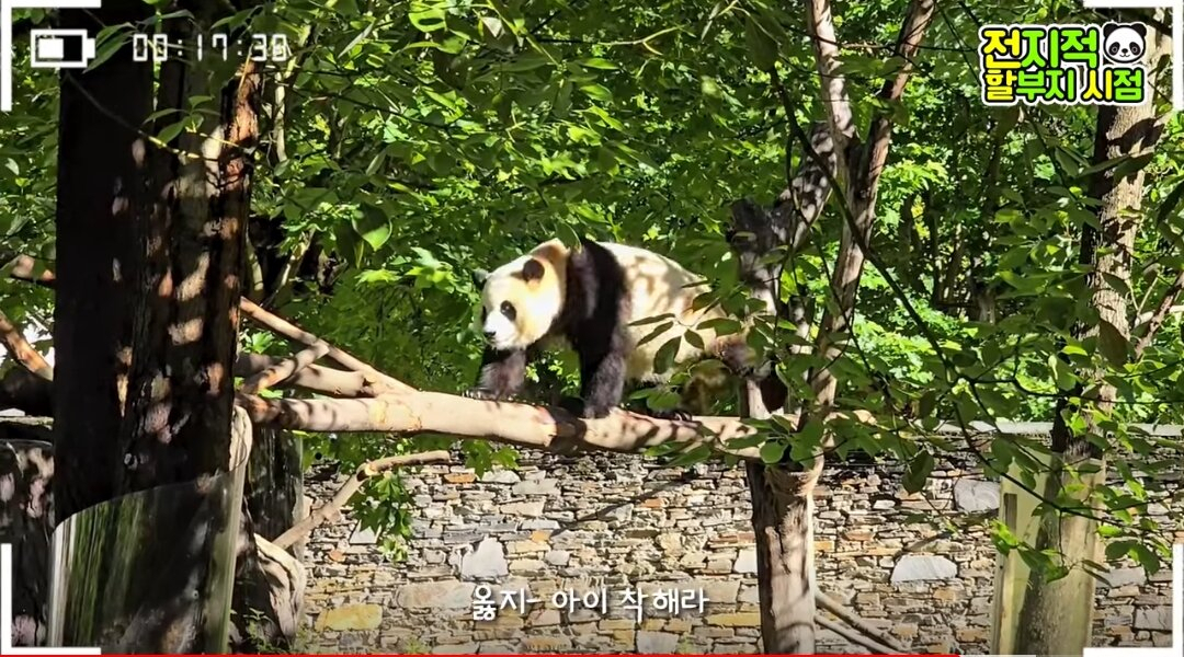 푸바오는 삐졌었다. 뒤늦게 할부지 근처 배회...숱한 오해도 풀렸다[함영훈의 멋·맛·쉼]