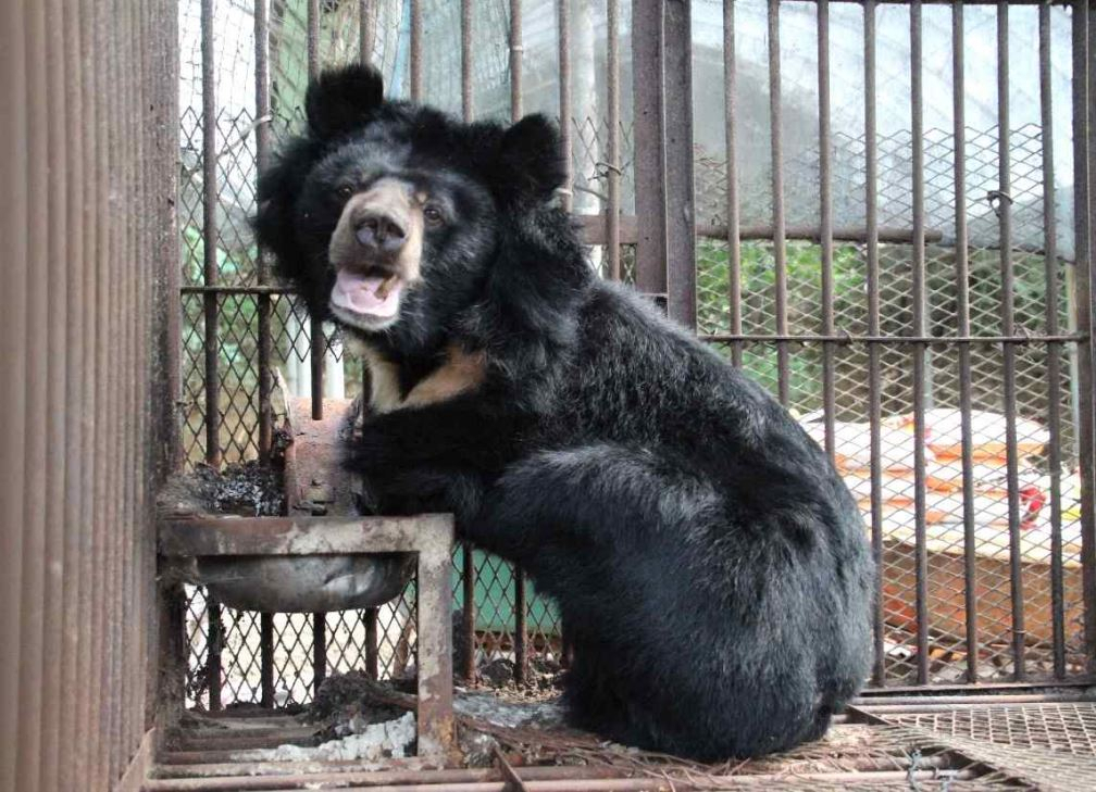 “평생 갇혀 살았는데” 이젠 떼죽음 위기…상상만 해도 끔찍 [지구, 뭐래?]