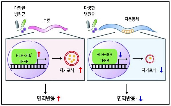 자가포식 활성화의 차이가 성별에 따른 면역력 차이를 초래한다는 사실을 규명한 이번 연구결과 모식도 [KAIST 제공]