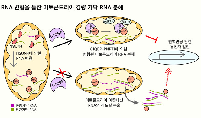 미토콘드리아 RNA 변형을 통한 경량 가닥 RNA의 선택적 조절 기전 모식도.[KAIST 제공]