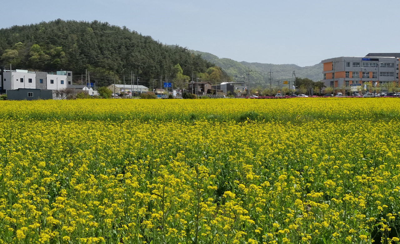 경관보전 직불제(고흥 유채밭)