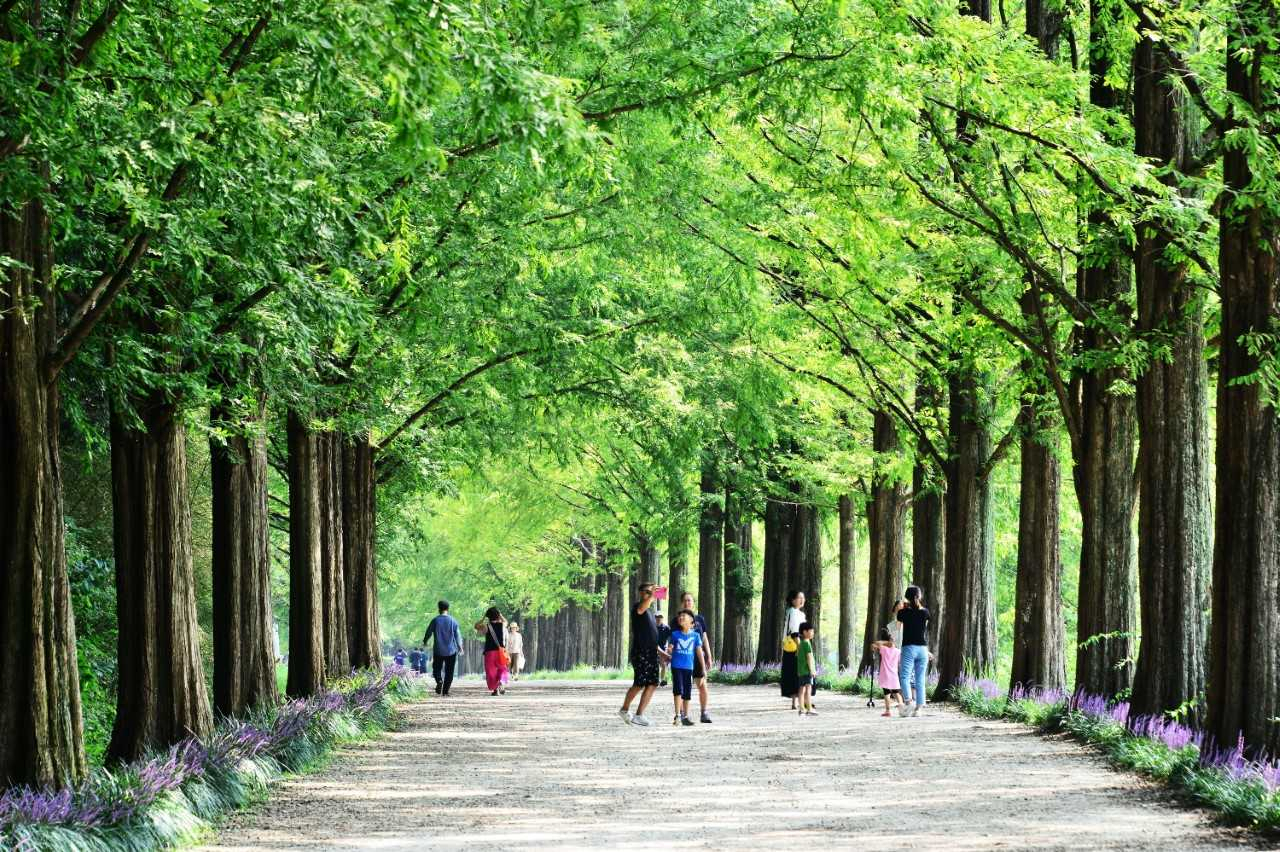 담양군 메타쉐쿼이아 가로수길