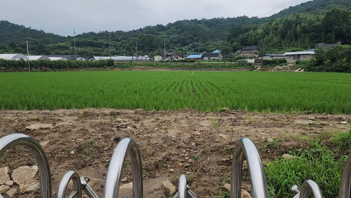 보성군 벌교읍 폐교 부지에 벼가 심겨져 있다.