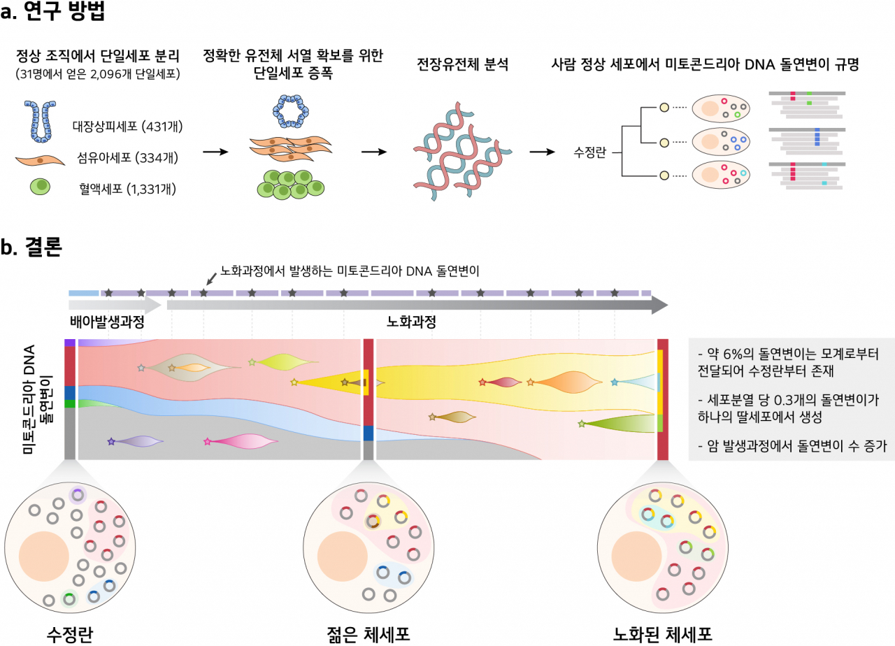 주영석 KAIST 의과학대학원 교수 연구팀이 세포소기관 미토콘드리아 DNA의 인체 내 모자이시즘 현상을 최초로 규명했다. 관련 모식도 [KAIST 제공]