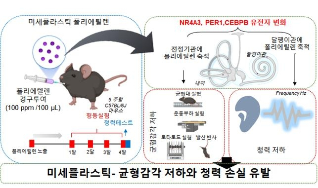 미세플라스틱이 균형감각 저하와 청력 손실을 유발한다는 연구결과가 나왔다. [한국원자력의학원]