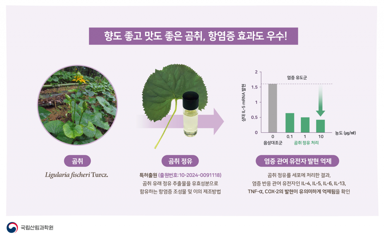 곰취 ‘식물정유의 항염증 효과’ 평가 결과.