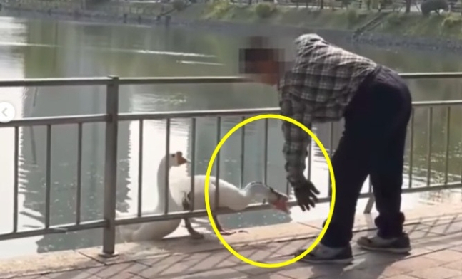 건국대 마스코트로 알려진 거위 ‘건구스’를 때린 남성이 재판에 넘겨졌다. 사진은 서울 건국대학교 일감호에 서식하는 거위의 머리를 때리는 남성의 모습. [동물자유연대 인스타그램 갈무리]