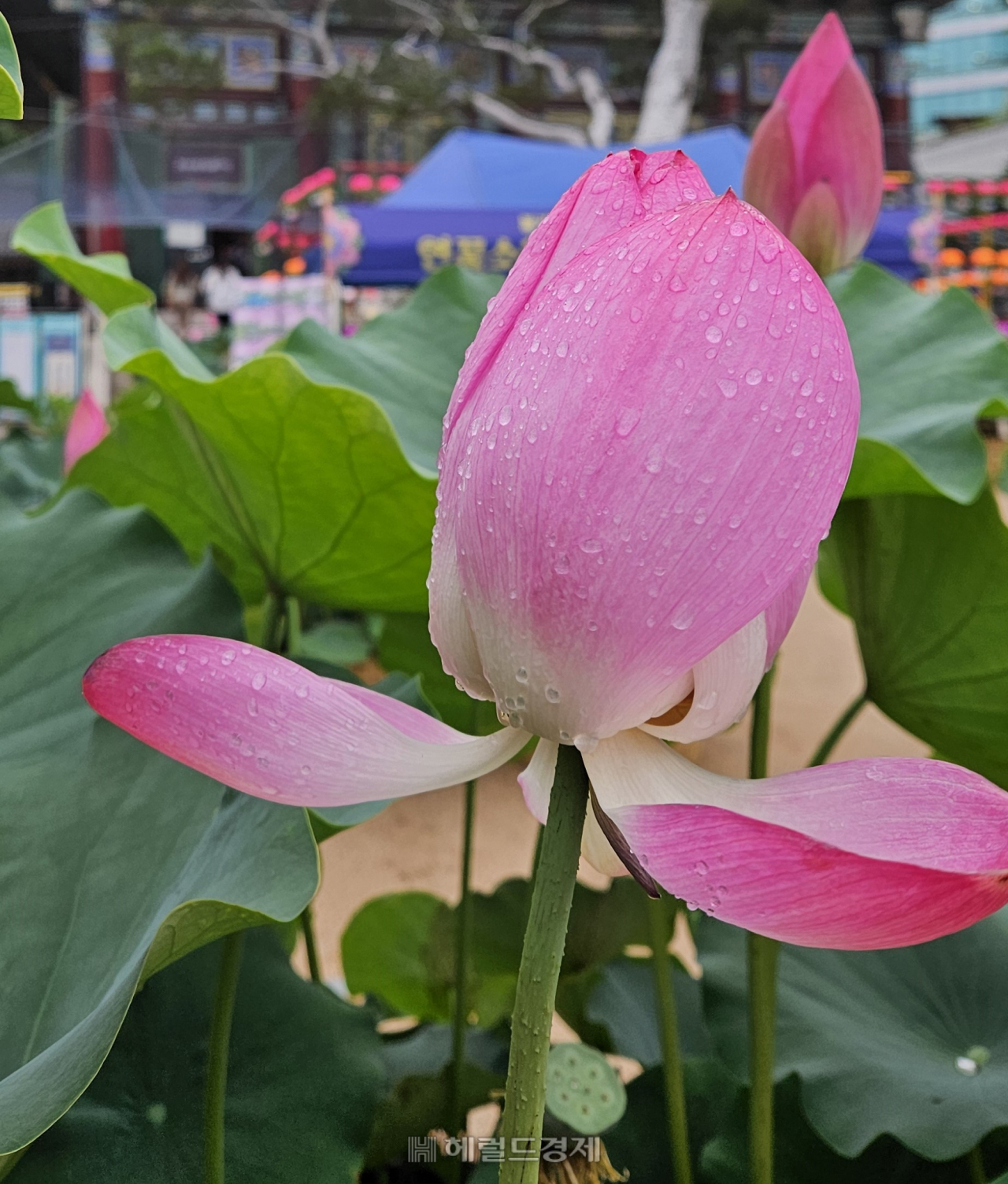 서울 조계사 연꽃