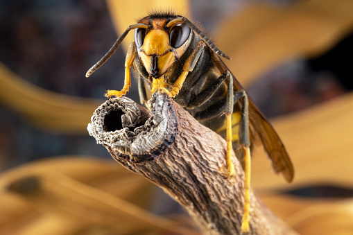 등검은말벌(Asian hornets)의 모습. [게티이미지닷컴]