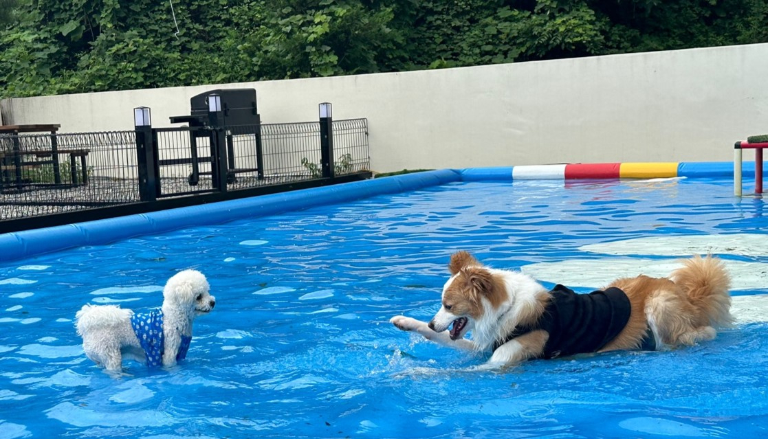 켄싱턴리조트 충주의 부총지배견(犬) 케니. [켄싱턴리조트 제공]