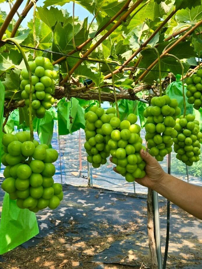 상주 중화농협 샤인머스캣. [쿠팡 제공]