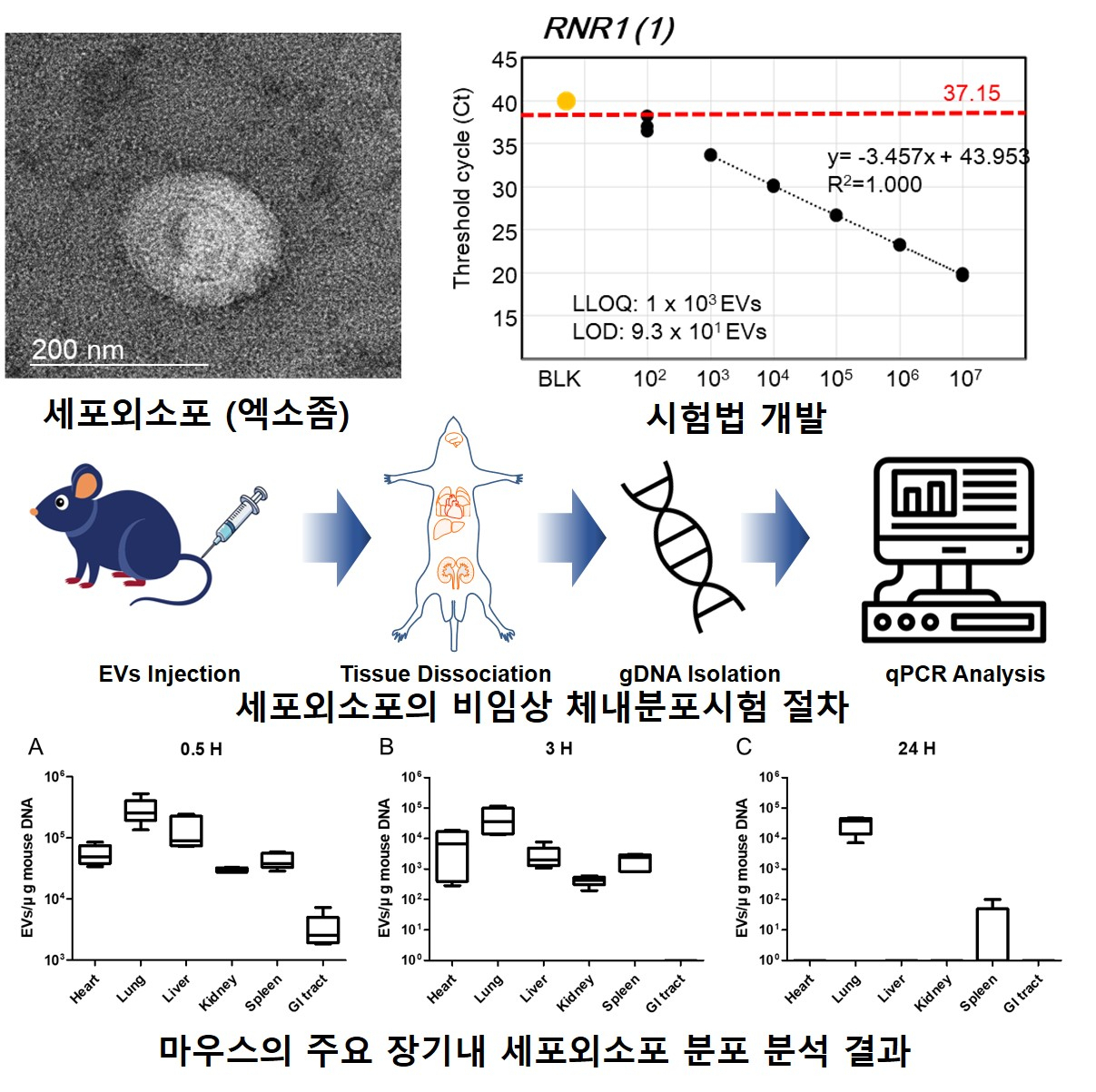 세포외소포의 비임상 생체 내 분포 평가.[오송첨단의료산업진흥재단 제공]