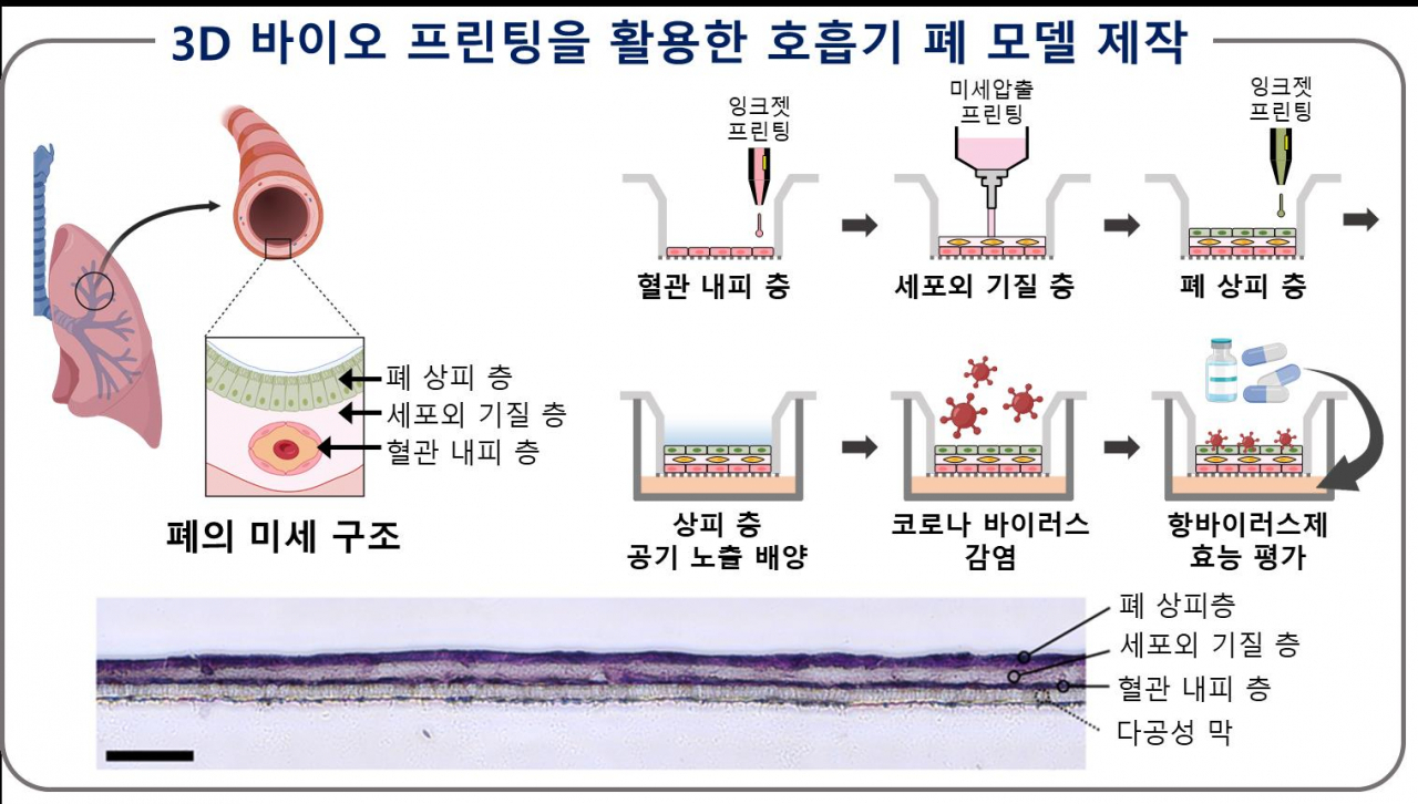 3D 바이오 프린팅을 활용한 폐 모델 제작 방법과 실제 폐 모델 단면도.[POSTECH 제공]