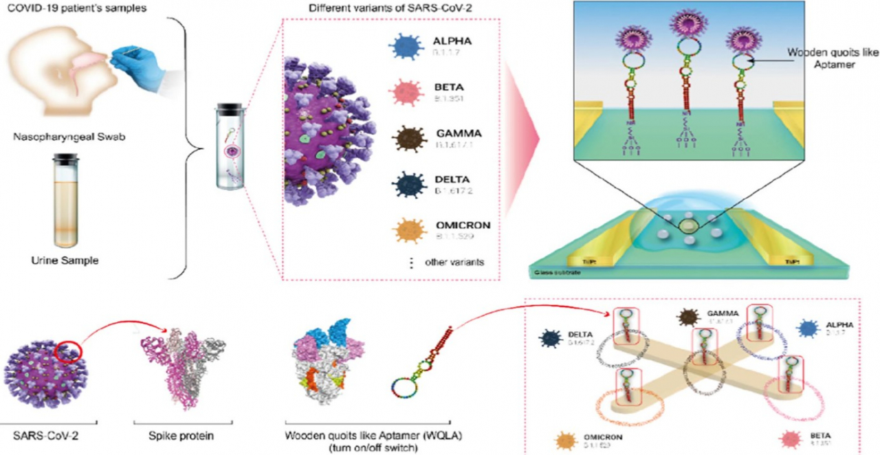 바이오센서 시스템 모식도. 자체제작 압타머 ‘WQCSA(Wooden Quoit conformation structural Aptamer)’를 반도체 칩에 접목시킨 후, 전기화학적 반응을 통해 환자의 타액, 콧물, 땀, 뇨로부터 수초 내에 다양한 SARS-CoV-2 항원을 검출하는 멀티 바이오센서 시스템을 개발했다.