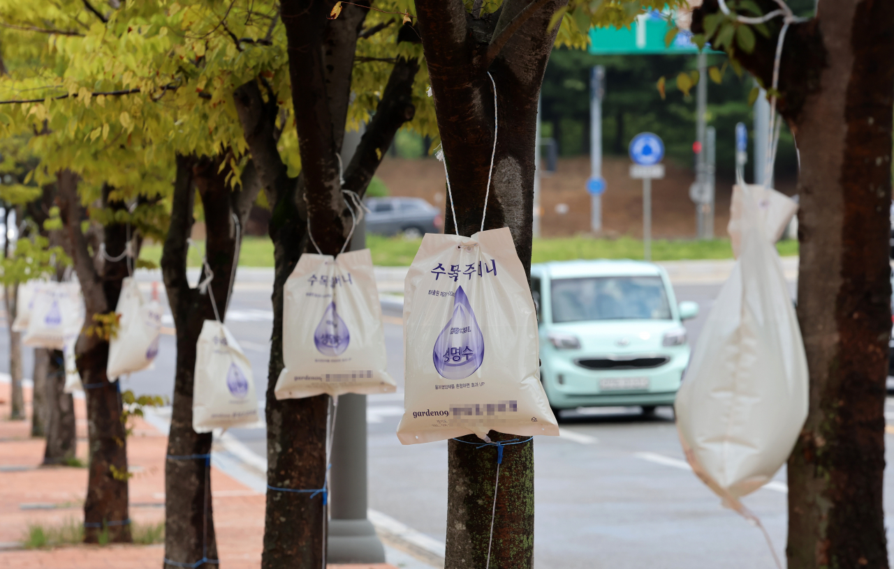 7일 강원 강릉시 경포동의 한 도로변 가로수들이 생명수인 물주머니를 달고 계속되는 폭염을 견뎌내고 있다. [연합]