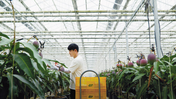 "직접 개발 홍망고, SSG닷컴으로 판로 개척" - 뉴스 썸네일 이미지