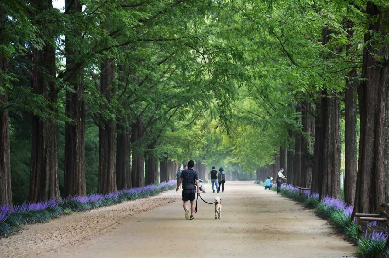 담양 메타세쿼이아 가로수길에 여름 정취 더하는 보랏빛 맥문동