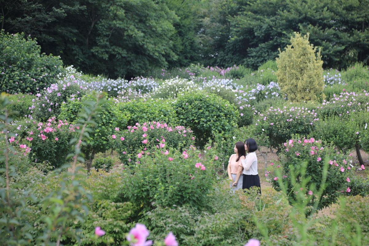 Visitors enjoy mugunghwa in full bloom at Chollipo Arboretum in Taean, South Chungcheong Province. (Korea Forest Service)
