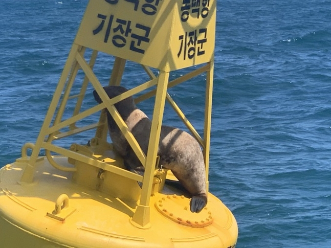 지난 12일 부산 기장군 동백항 앞바다에서 발견된 큰바다사자는 등부표 구조물 사이에 갇힌 모습이었다. 울산해경