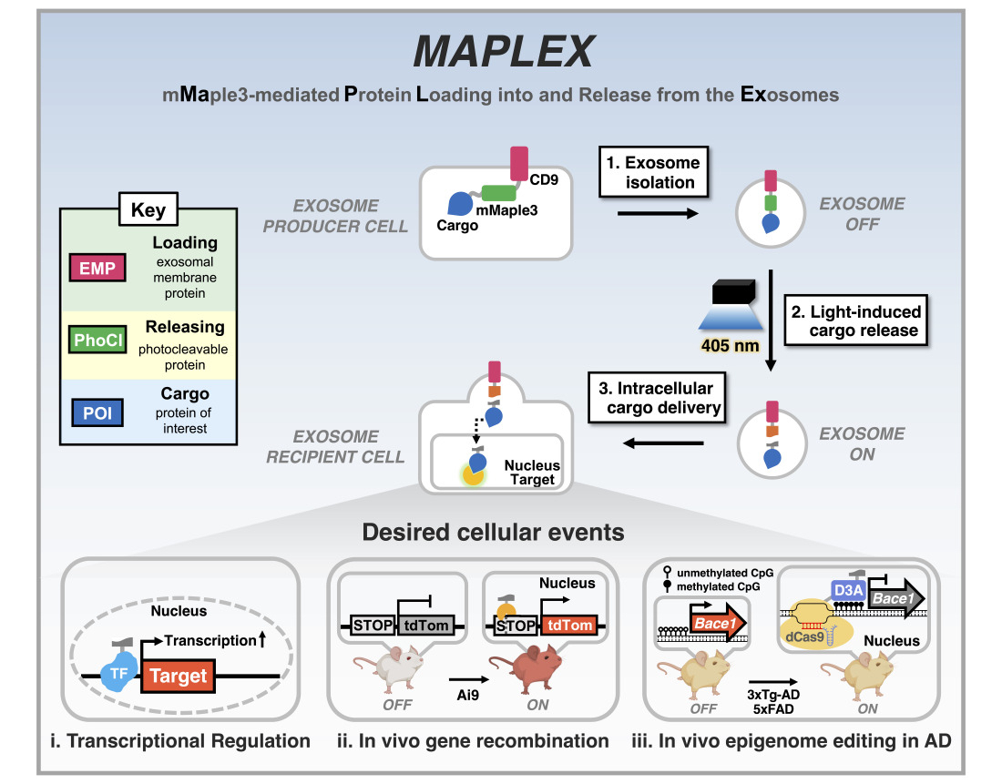 MAPLEX 시스템 [성균관대 제공]