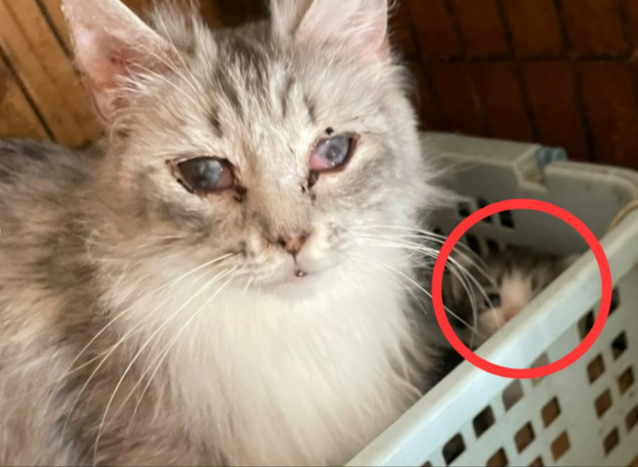 경기도 남양주 한 빌라에서 구조된 어미 고양이가 새끼 고양이를 품고 있는 모습. 어미 고양이는 질병으로 눈이 뿌옇게 변했다. [카카오같이가치 갈무리]