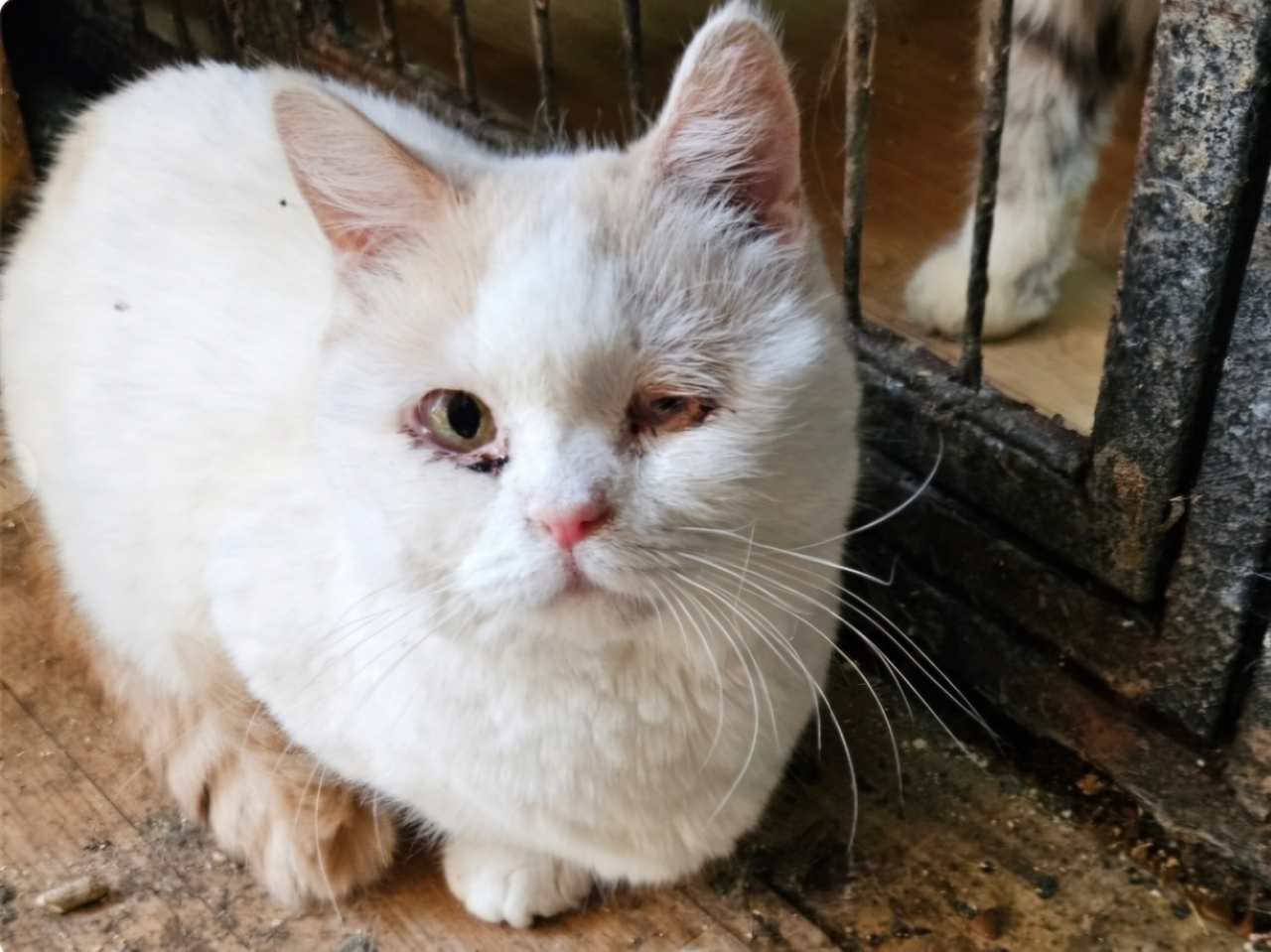 경기도 남양주에서 구조된 고양이 모습. [카카오 같이가치 갈무리]